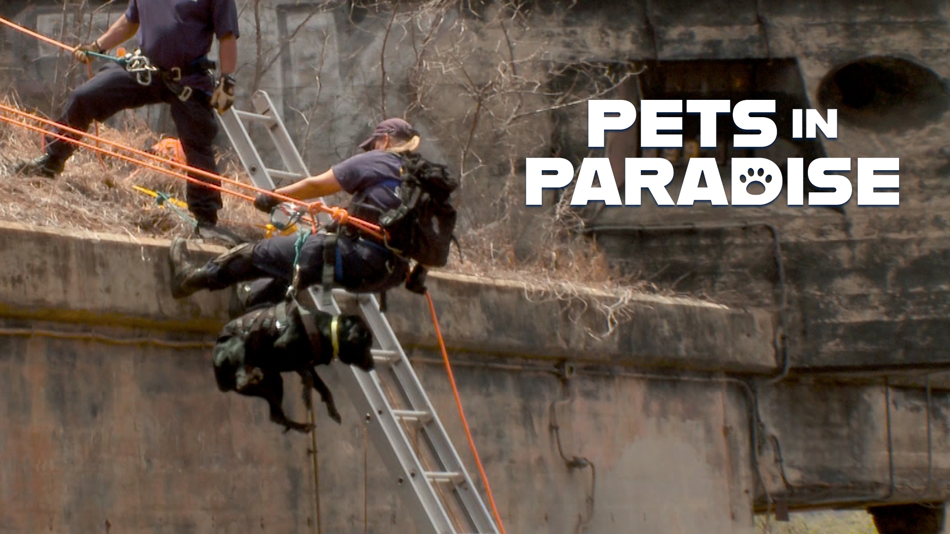K9 Rescue Unit