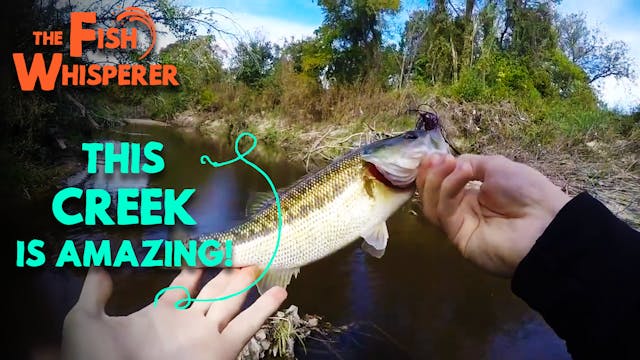 This Creek is Amazing!