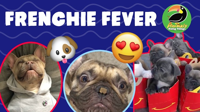 Animals Doing Things | Frenchie Fever (frenchies)