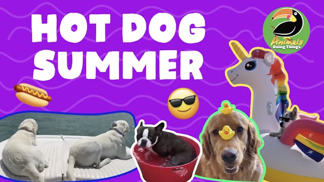 Animals Doing Things | Hot Dog Summer 