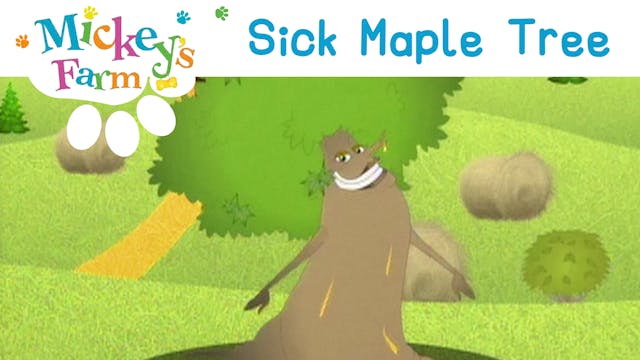 Sick Maple Tree