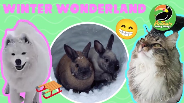 Animals Doing Things | Winter Wonderland