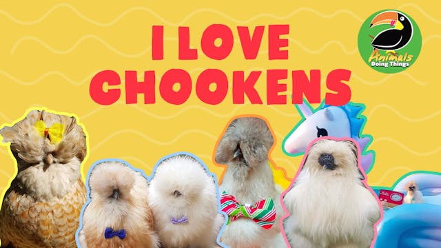 Animals Doing Things | I Love Chookens 