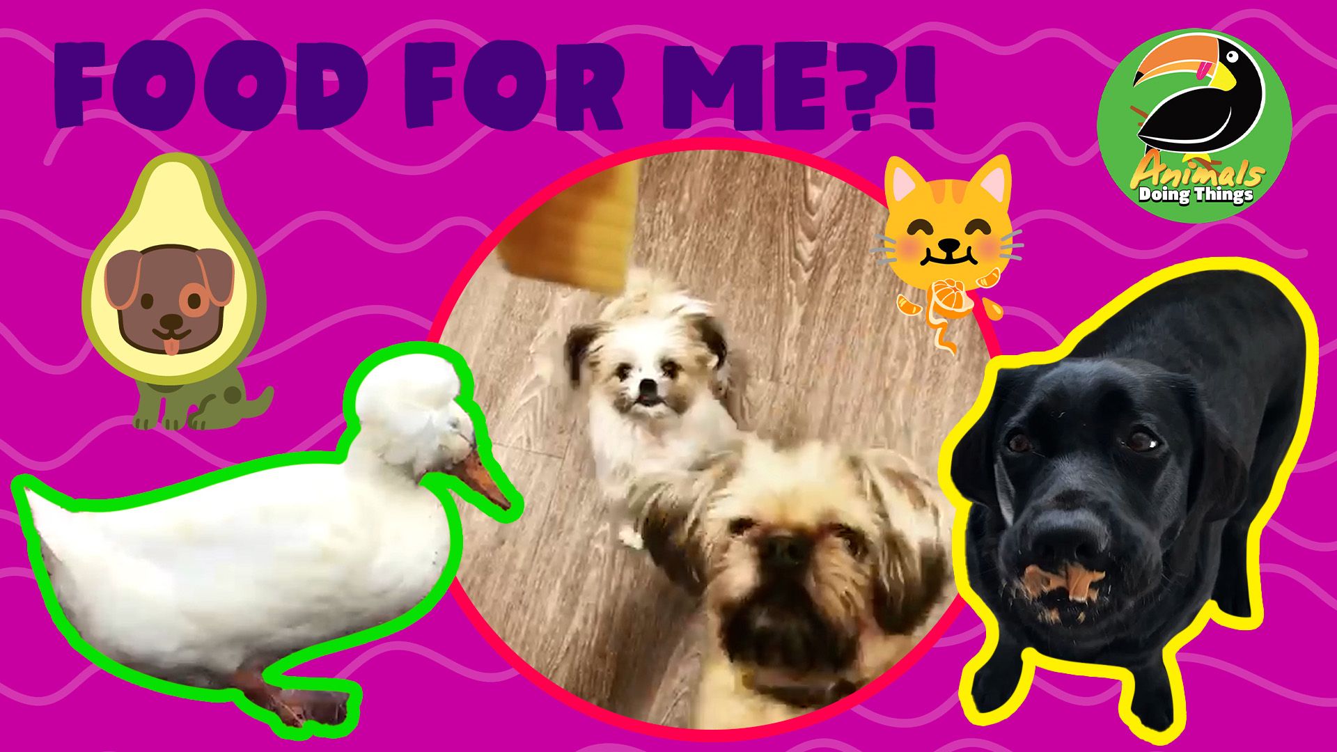 Animals Doing Things | Food For Me?!