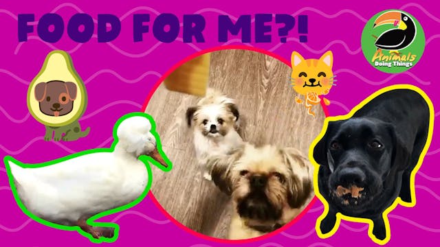Animals Doing Things | Food For Me?!