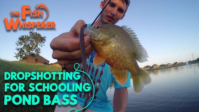 Dropshotting for Schooling Pond Bass