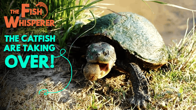 The Catfish Are Taking Over!