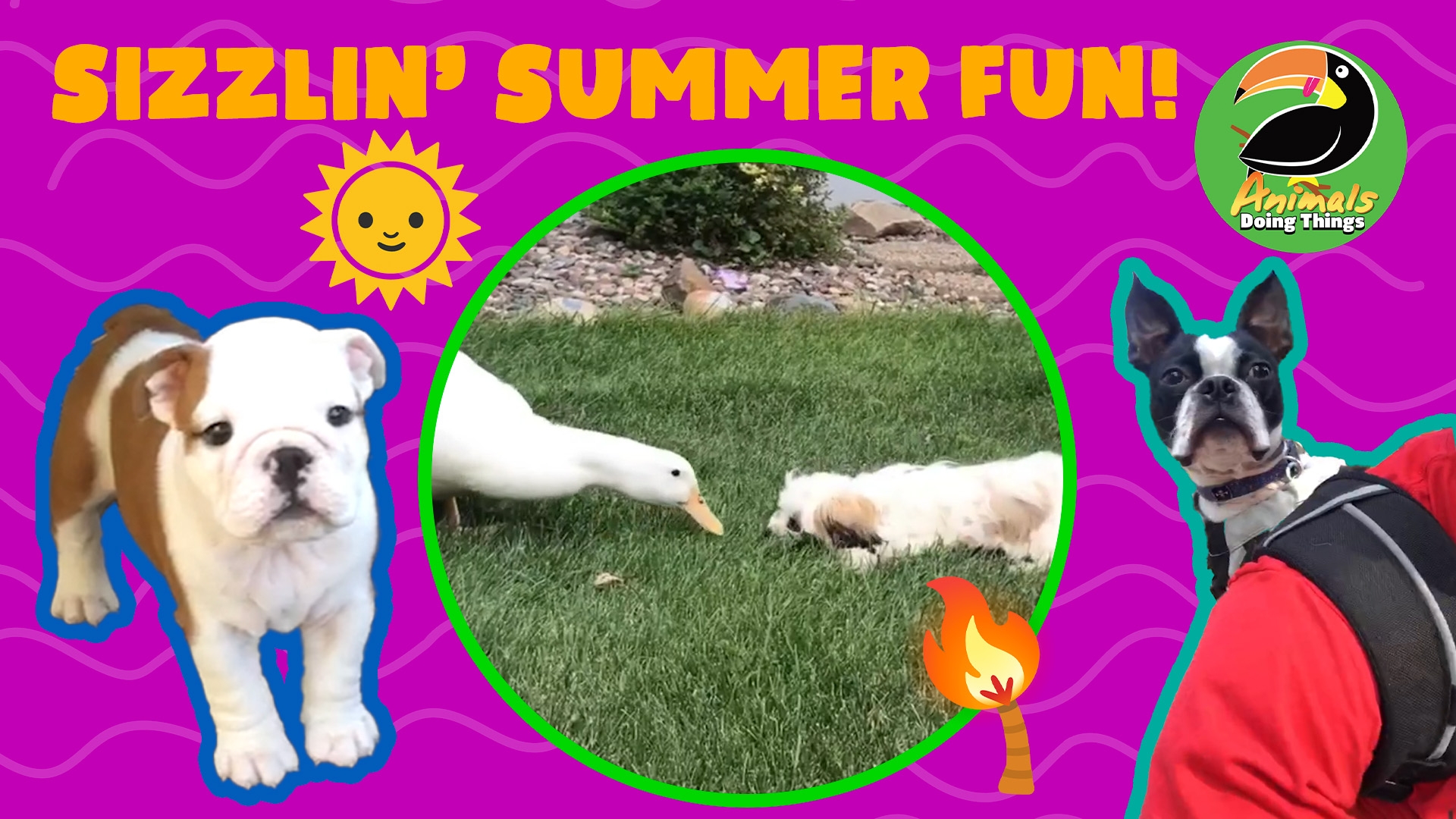 Animals Doing Things | Sizzlin' Summer Fun!