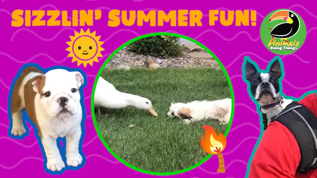 Animals Doing Things | Sizzlin' Summe...