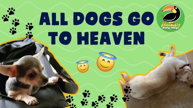 Animals Doing Things | All Dogs Go To Heaven 