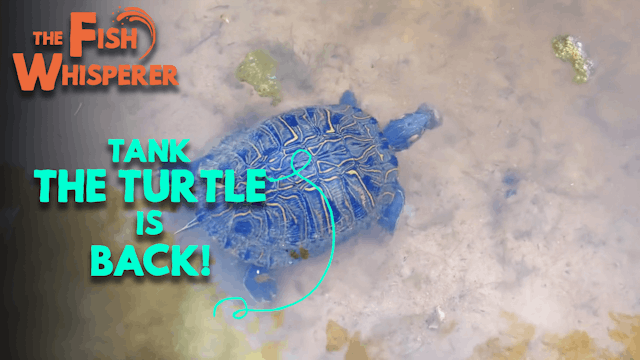 Tank The Turtle Is Back!