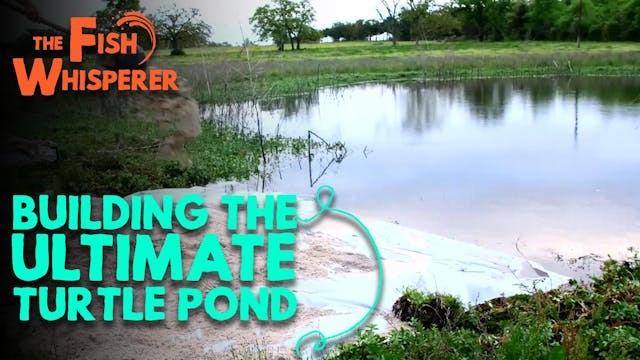 Building the Ultimate Turtle Pond! (T...