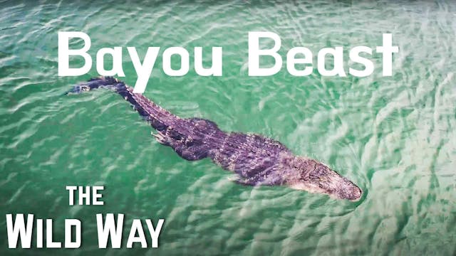 The Wild Way | Bayou Beast