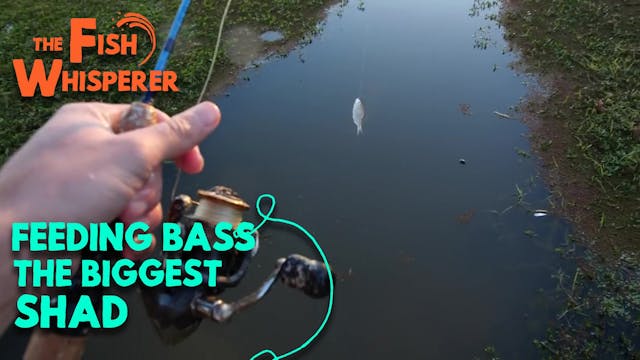 Feeding Bass the Biggest Shad Ever!
