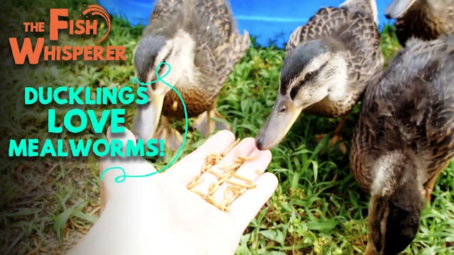 Ducklings Love Mealworms!
