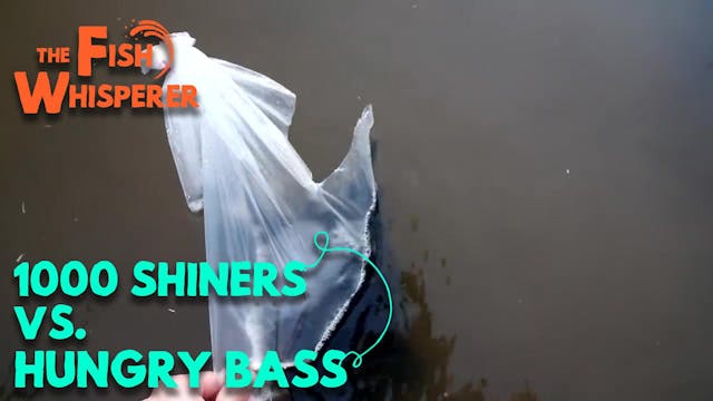 1000 Shiners vs. Hungry Bass!