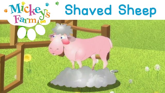 Shaved Sheep
