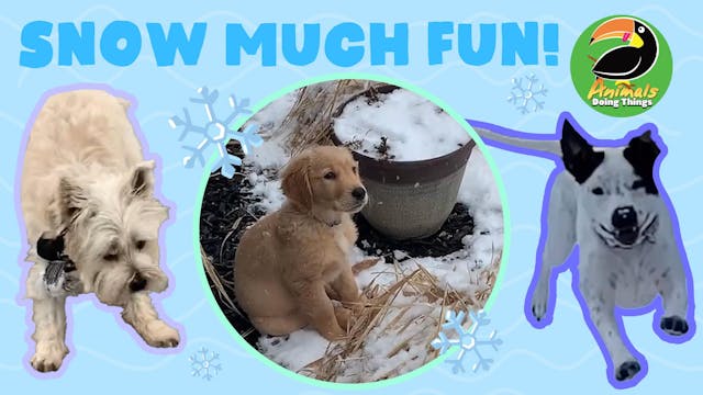 Animals Doing Things | Snow Much Fun!