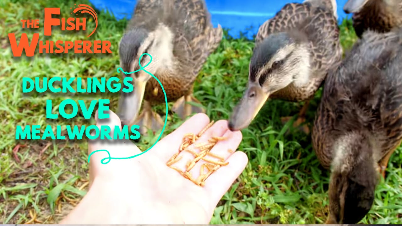 Ducklings Love Mealworms! Yippee Faith filled shows! Watch
