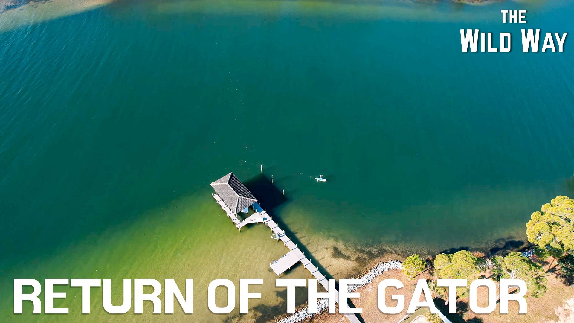 The Wild Way | Return of the Gator