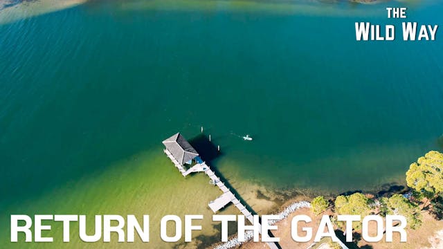 The Wild Way | Return of the Gator