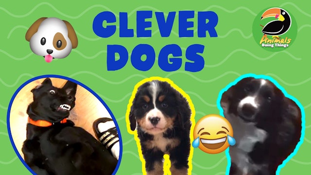 Animals Doing Things | Clever Dogs