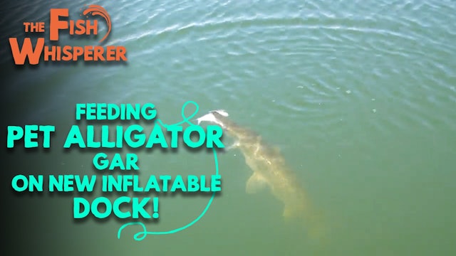 Feeding Pet Alligator Gar on New Inflatable Dock!