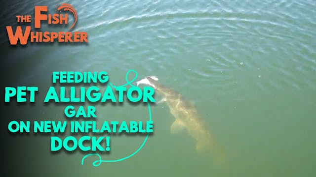Feeding Pet Alligator Gar on New Infl...