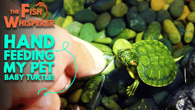 Hand Feeding My Pet Baby Turtle!