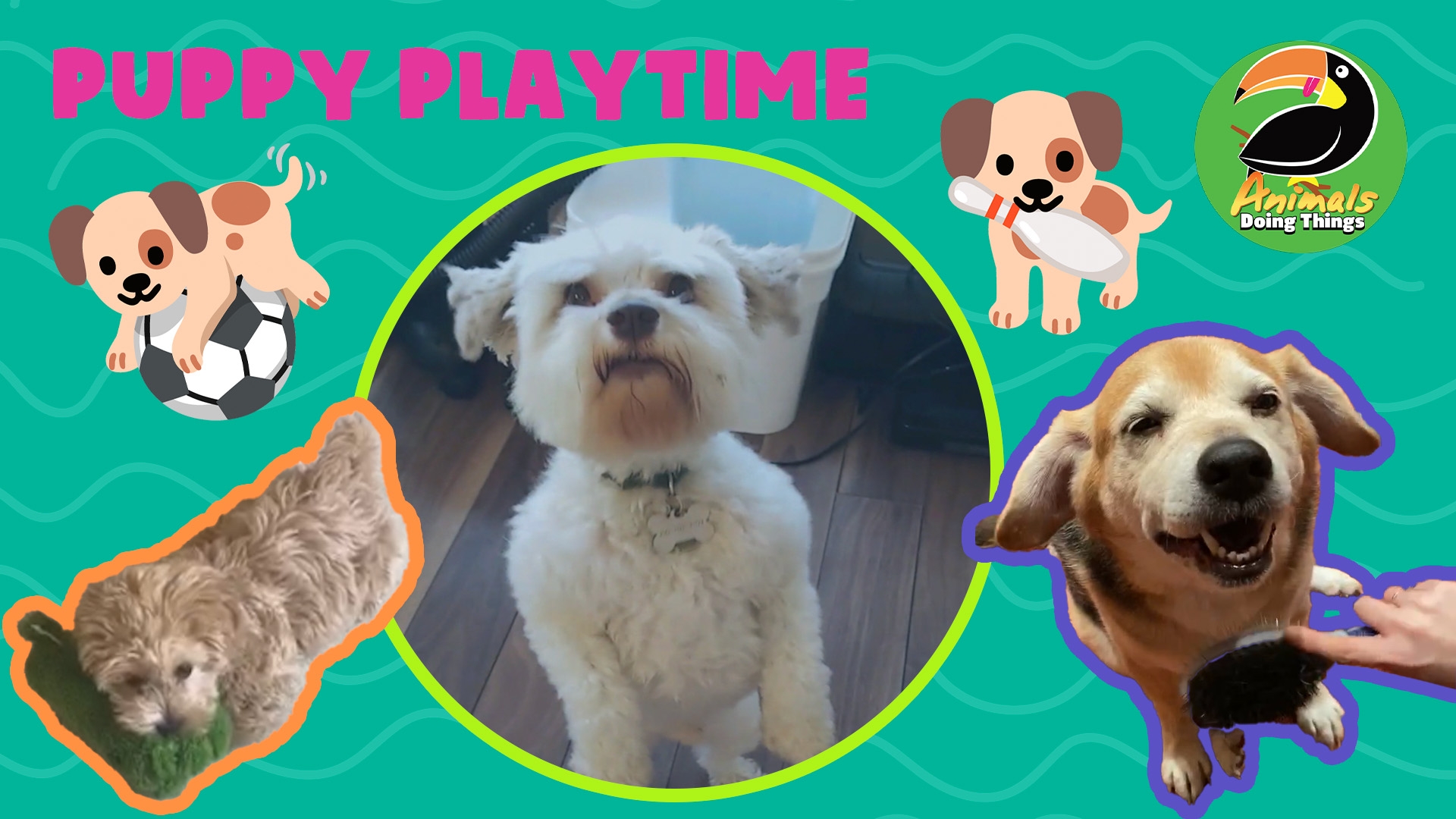 Animals Doing Things | Puppy Playtime