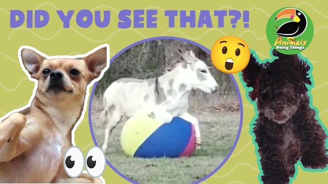 Animals Doing Things | Did You See That?!