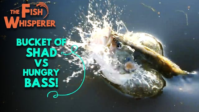 Bucket Of Shad Vs. Hungry Bass!