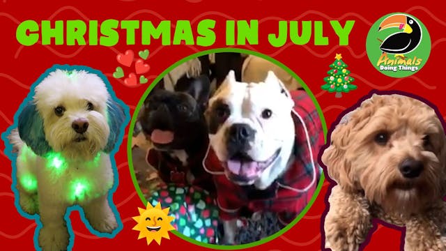 Animals Doing Things | Christmas In J...