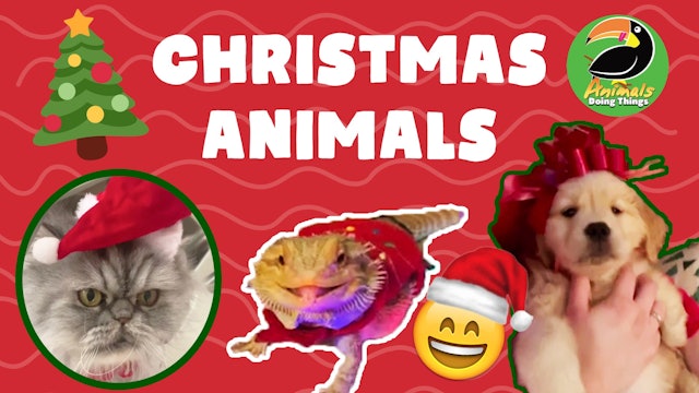 Animals Doing Things | Christmas Animals