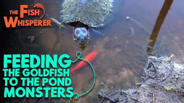 Feeding Goldfish to the Pond Monsters!