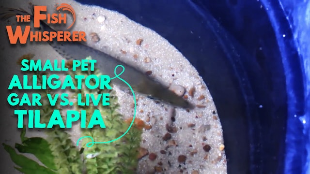Small Pet Alligator Gar Vs. Live Tilapia!