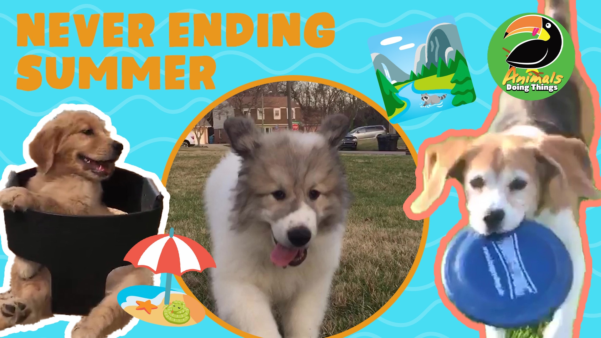 Animals Doing Things | Never Ending Summer