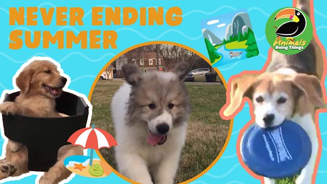 Animals Doing Things | Never Ending S...
