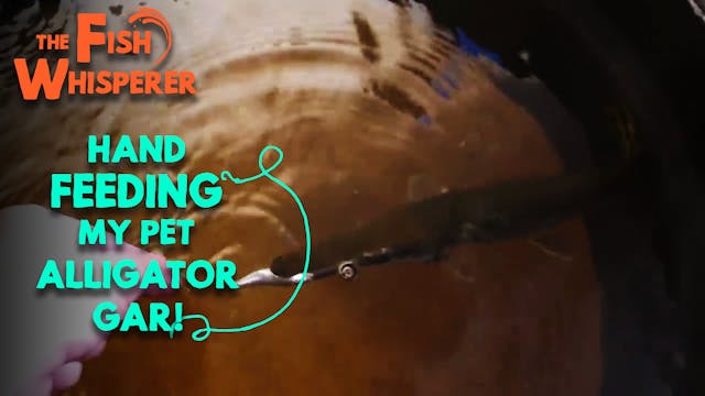 Hand Feeding My Pet Alligator Gar!