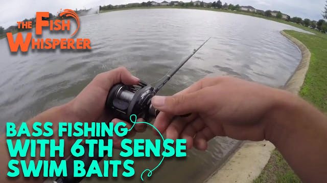 Bass Fishing with 6th Sense Swimbaits