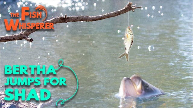 Bertha Jumps For Shad!