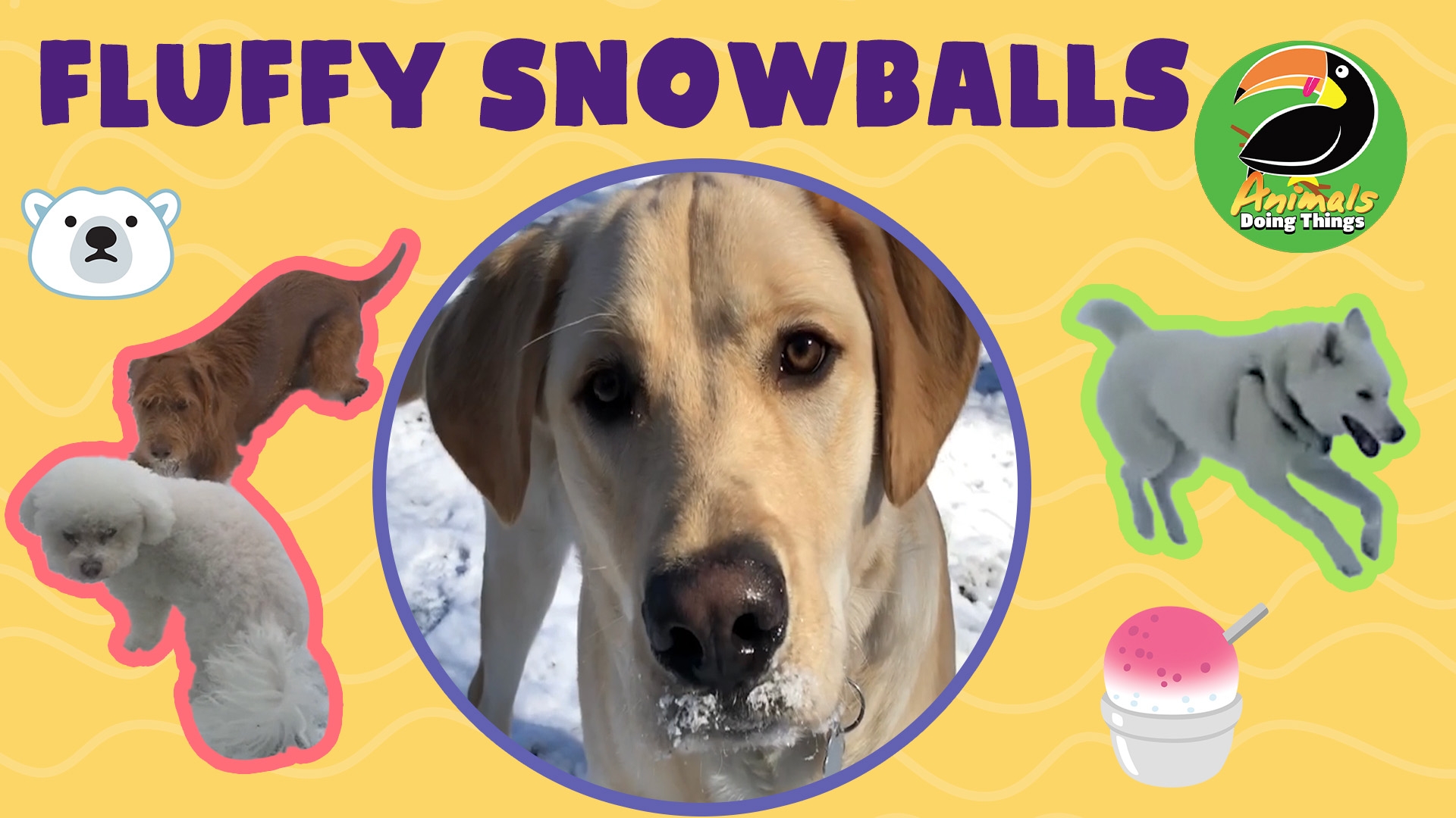 Animals Doing Things | Fluffy Snowballs