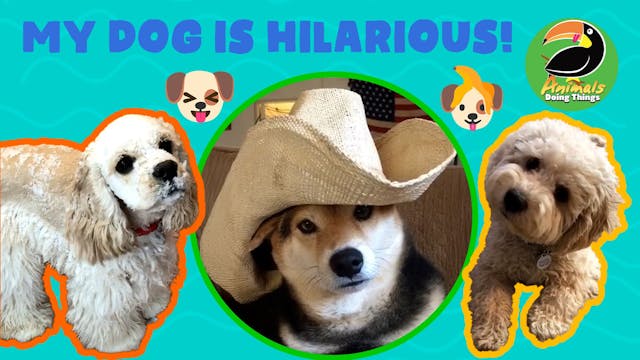 Animals Doing Things | My Dog Is Hila...