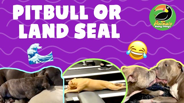 Animals Doing Things | Pit Bull or La...