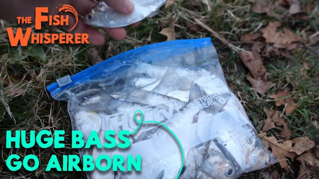 Huge Bass Go Airborne!!