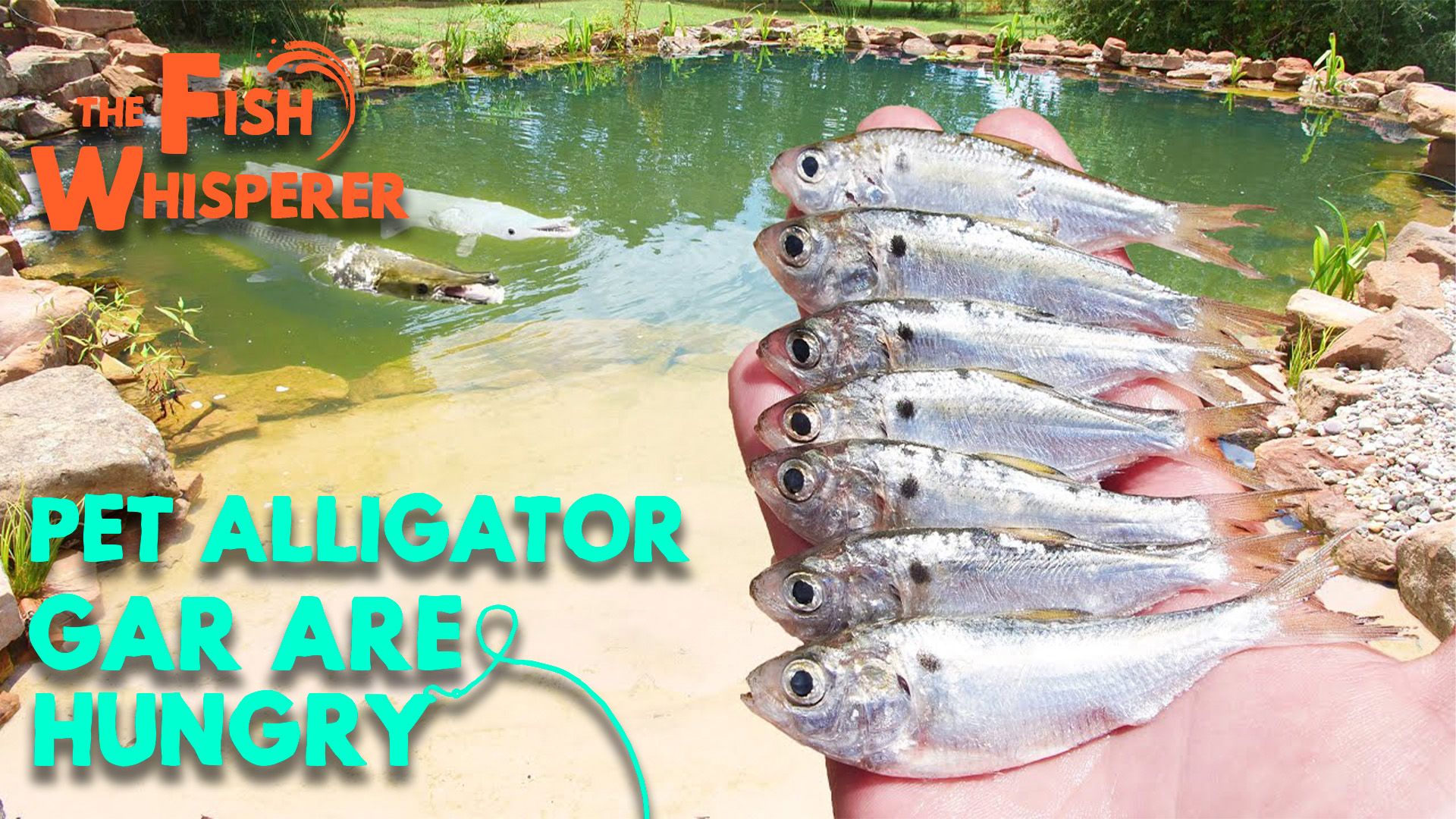 My Pet Alligator Gar are Hungry!