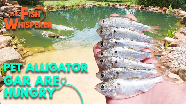My Pet Alligator Gar are Hungry!