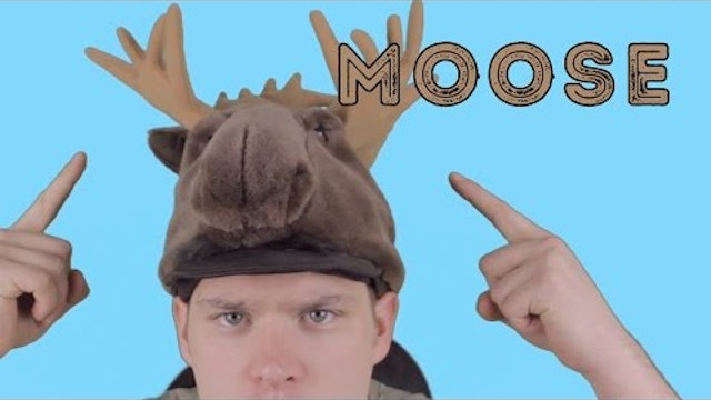 Moose - Animal Facts 