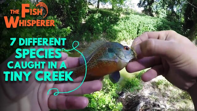 7 Different Species Caught in a TINY ...