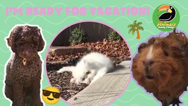 Animals Doing Things | I'm Ready for Vacation!